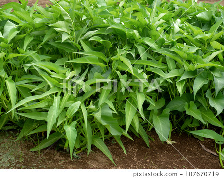 空心菜的種植 107670719