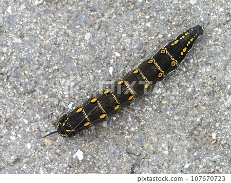 A larva of a sand sparrow crossing the road 107670723