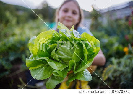 Portrait of a cute girl holding lettuce, salat from autumn garden. 107670872