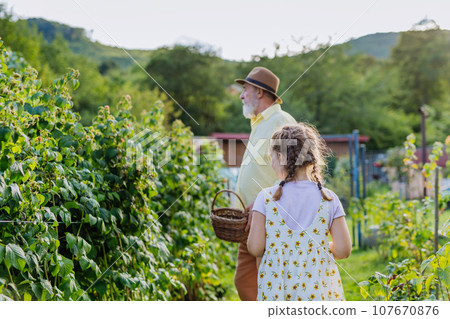 Grandfather with granddaughter granddaughter picking rasberries from the bush. Concept of importance of grandparents - grandchild relationship. Intergenerational gardening. Grandfather with granddaughter granddaughter picking rasberries from the bush. Concept of importance of grandparents - grandchild relationship. Intergenerational gardening. 107670876