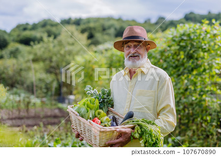 Senior man standing in the middle of a field, holding a wooden crate filled with the harvested crop. Harvesting vegetables in the fall. 107670890