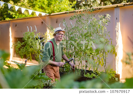 Senior man whistling while taking care vegetable plants in urban garden. Urban gardening in community garden making pensioner happy and cures his depression. Senior man whistling while taking care vegetable plants in urban garden. Urban gardening in community garden making pensioner happy and cures his depression. 107670917