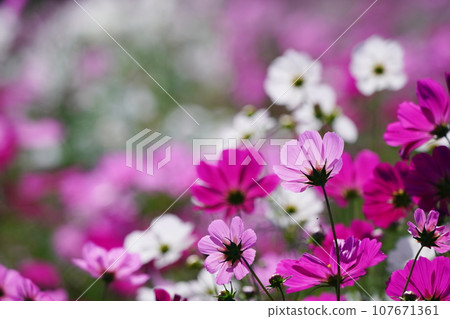 宇宙5572 107671361