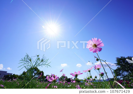 宇宙5266- 宇宙5266- 107671429