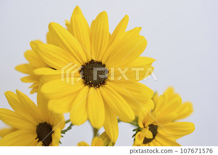 Willow Ba Himawari 107671576