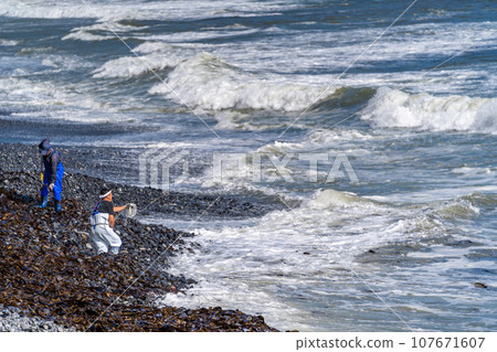 日高海帶釣魚,男子遠距離投擲馬海,投擲馬海 日高海帶釣魚,男子遠距離投擲馬海,投擲馬海 107671607