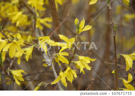 yellow flowers on tree yellow flowers on tree 107671735