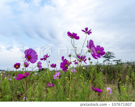 秋天的櫻花盛開在河床和秋天的天空 秋天的櫻花盛開在河床和秋天的天空 107671807