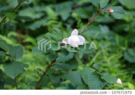 Flowers of Ooyama mortuary 107671970
