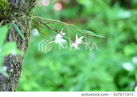 Sekkoku花 107671972