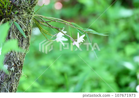 Sekkoku花 107671973