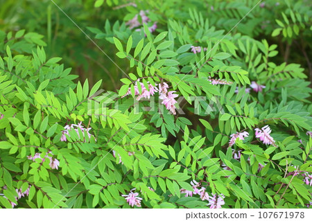 丹羽富士的花 107671978