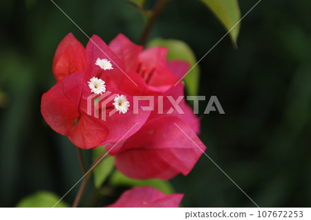 紅紫色 bouquenvillea 葉子和白花的特寫 107672253