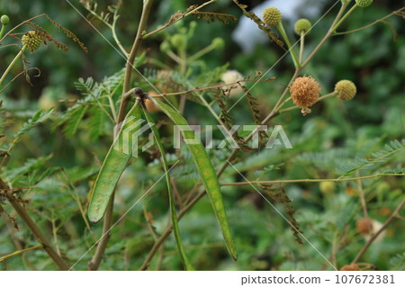 Ginkgo flowers and fruit before swelling 107672381