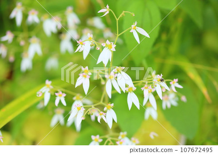 Yukinoshita flower 107672495