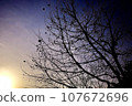 winter sky and cherry tree 107672696