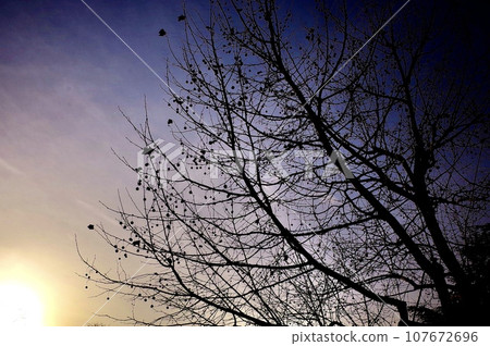 winter sky and cherry tree 107672696