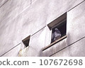 old concrete wall and pigeons 107672698