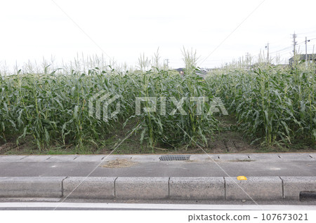 Autumn corn field near the city Autumn corn field near the city 107673021