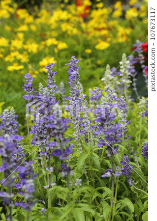 Salvia Blue blooming in the garden Salvia Blue blooming in the garden 107673117