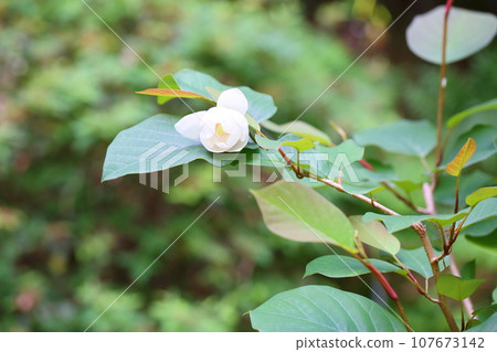 Flowers of Ooyama mortuary 107673142