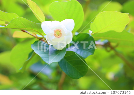 Flowers of Ooyama mortuary 107673145