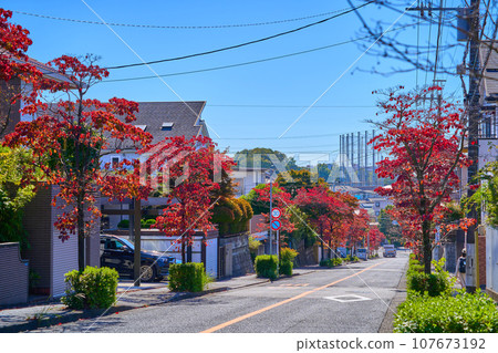 Autumn dogwood leaves on the south side of the boundary road between Kamiasou 2-chome, Aso-ku, Kawasaki City and Ozenji Nishi 1-chome (Ozenji Five-way intersection, etc.) 107673192