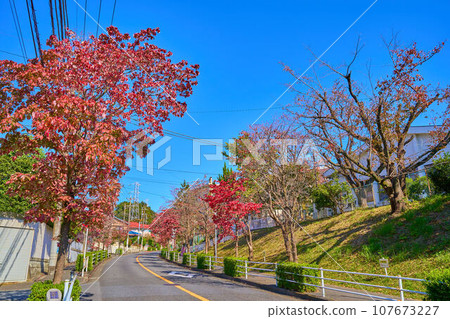 川崎市阿蘇區上早王二丁目與大善寺西一丁目之間的國界道路北側,可觀賞山茱萸的紅葉(南百合丘等) 川崎市阿蘇區上早王二丁目與大善寺西一丁目之間的國界道路北側,可觀賞山茱萸的紅葉(南百合丘等) 107673227