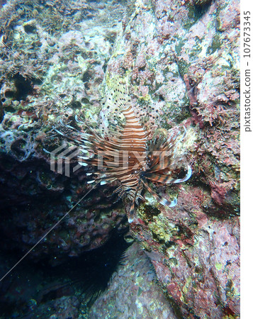 Lionfish Lionfish 107673345