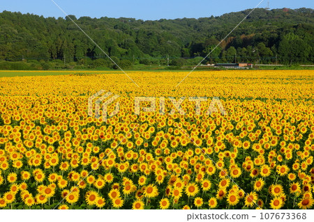 Sunflower field in full bloom and blue sky from the Mashiko Town Sunflower Festival venue in Kaminoyama district, Mashiko Town, Haga District, Tochigi Prefecture 107673368