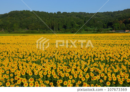 Sunflower field in full bloom and blue sky from the Mashiko Town Sunflower Festival venue in Kaminoyama district, Mashiko Town, Haga District, Tochigi Prefecture 107673369