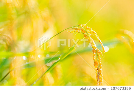 [Autumn material] Ears of rice covered in morning dew [Nagano Prefecture] 107673399