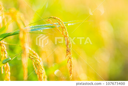 [秋天素材] 晨露覆蓋的稻穗[長野縣] 107673400