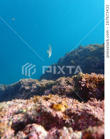 銼魚葉 107673432