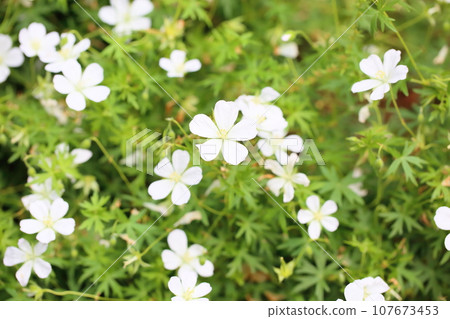 Geranium flowers 107673453