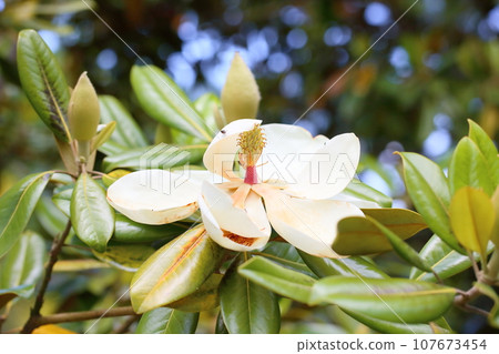 Taisambok flowers 107673454