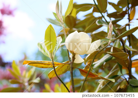 Taisambok flowers 107673455