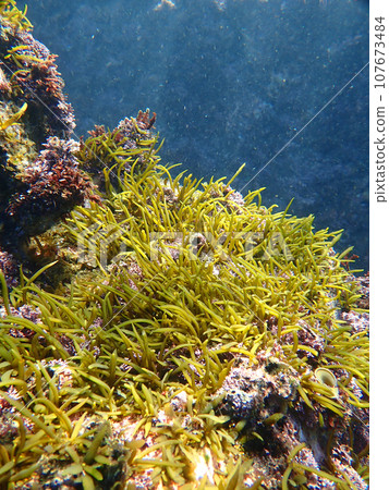 羊棲菜等待春天 107673484