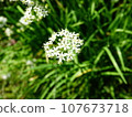 White flower of leek 107673718