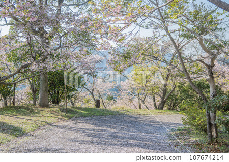 從山頂眺望的景色。四月的晴天，櫻花滿山盛開。德島的旅遊勝地 107674214