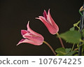 Clematis 107674225