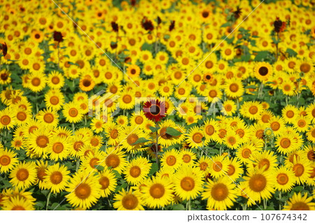 A field of sunflowers in full bloom with various varieties at the Mashiko Town Sunflower Festival, Kamiyama District, Mashiko Town, Haga District, Tochigi Prefecture 107674342