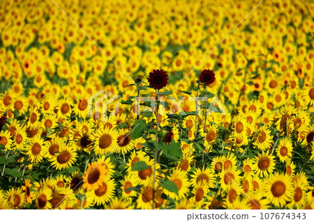 A field of sunflowers in full bloom with various varieties at the Mashiko Town Sunflower Festival, Kamiyama District, Mashiko Town, Haga District, Tochigi Prefecture 107674343