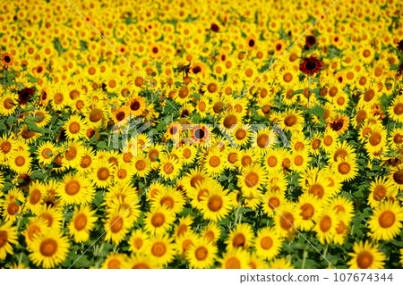 A field of sunflowers in full bloom with various varieties at the Mashiko Town Sunflower Festival, Kamiyama District, Mashiko Town, Haga District, Tochigi Prefecture 107674344
