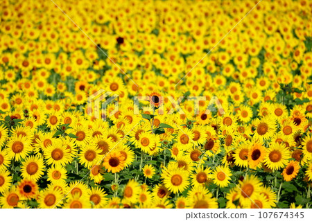 Sun-rich romance in a field of sunflowers in full bloom as part of the Mashiko Town Sunflower Festival, Kamiyama District, Mashiko Town, Haga District, Tochigi Prefecture 107674345
