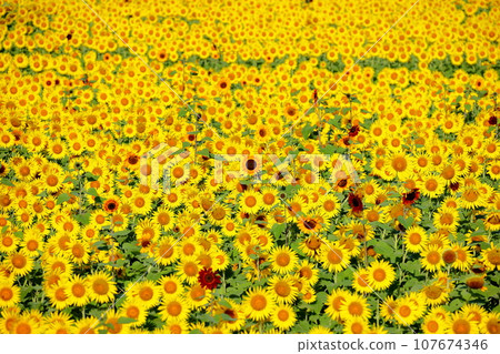 A field of sunflowers in full bloom with various varieties at the Mashiko Town Sunflower Festival, Kamiyama District, Mashiko Town, Haga District, Tochigi Prefecture 107674346
