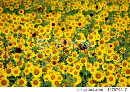 A field of sunflowers in full bloom with various varieties at the Mashiko Town Sunflower Festival, Kamiyama District, Mashiko Town, Haga District, Tochigi Prefecture 107674347