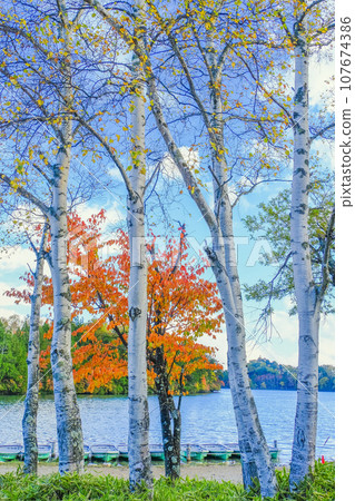 Lake Yunoko with white birch and autumn leaves (vertical) 107674386