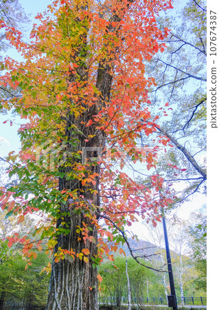 毒藤秋葉（垂直） 107674387