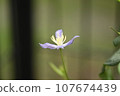 Clematis 107674439